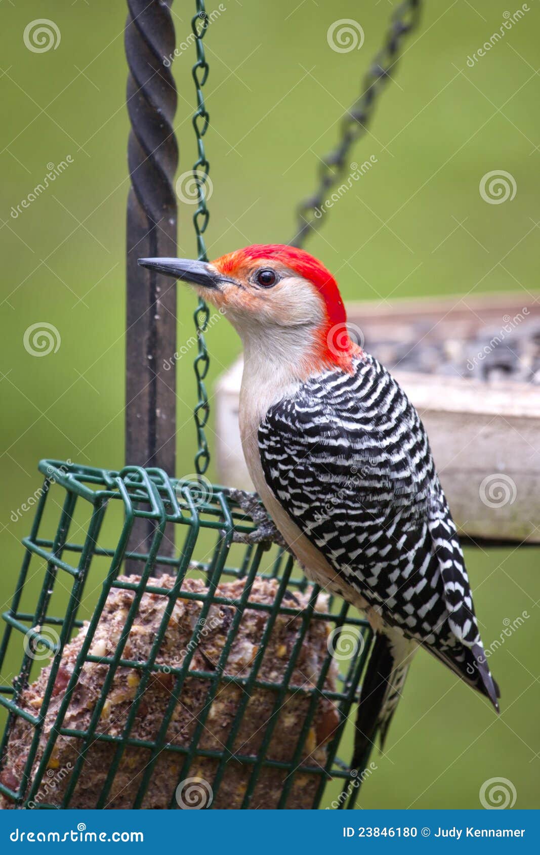 Red Bellied Woodpecker on Feeder Stock Photo - Image of feather