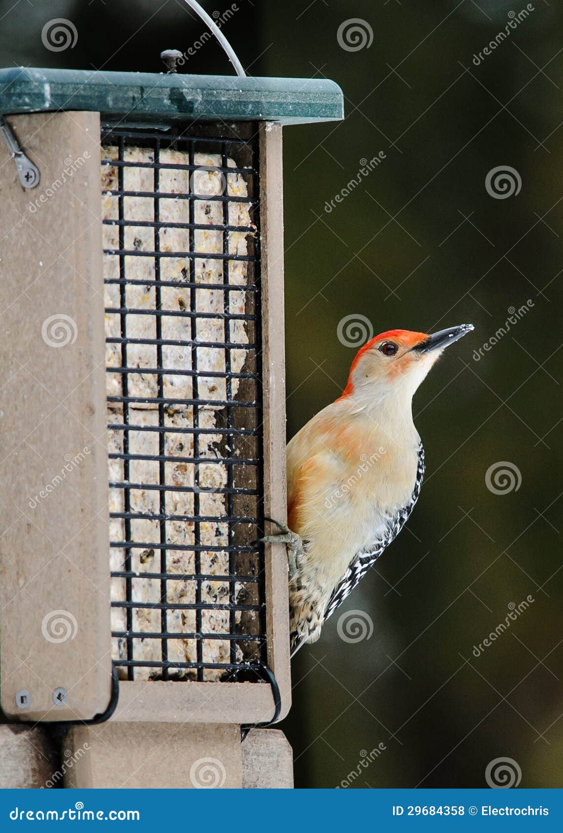 Red-Bellied Woodpecker on Feeder Stock Photo - Image of avian, feeder