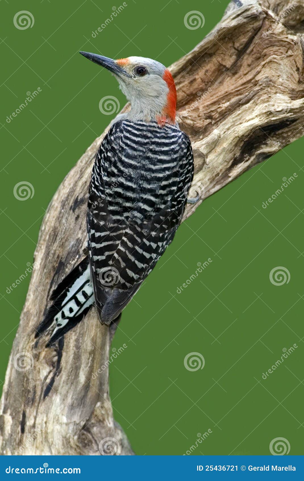Red-bellied Woodpecker (Melanerpes Carolinus) Stock Image - Image of