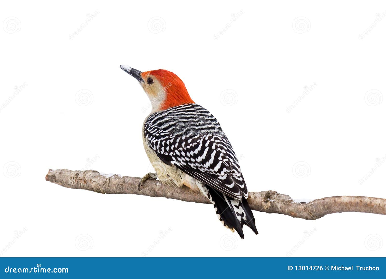 red-bellied woodpecker with a snow covered beak