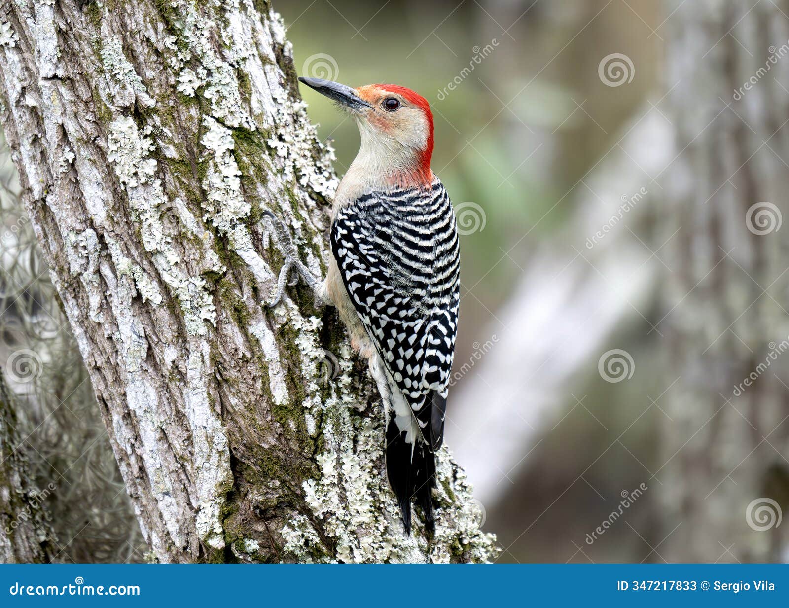 red bellied woodpecker on a tree trunk close up.
