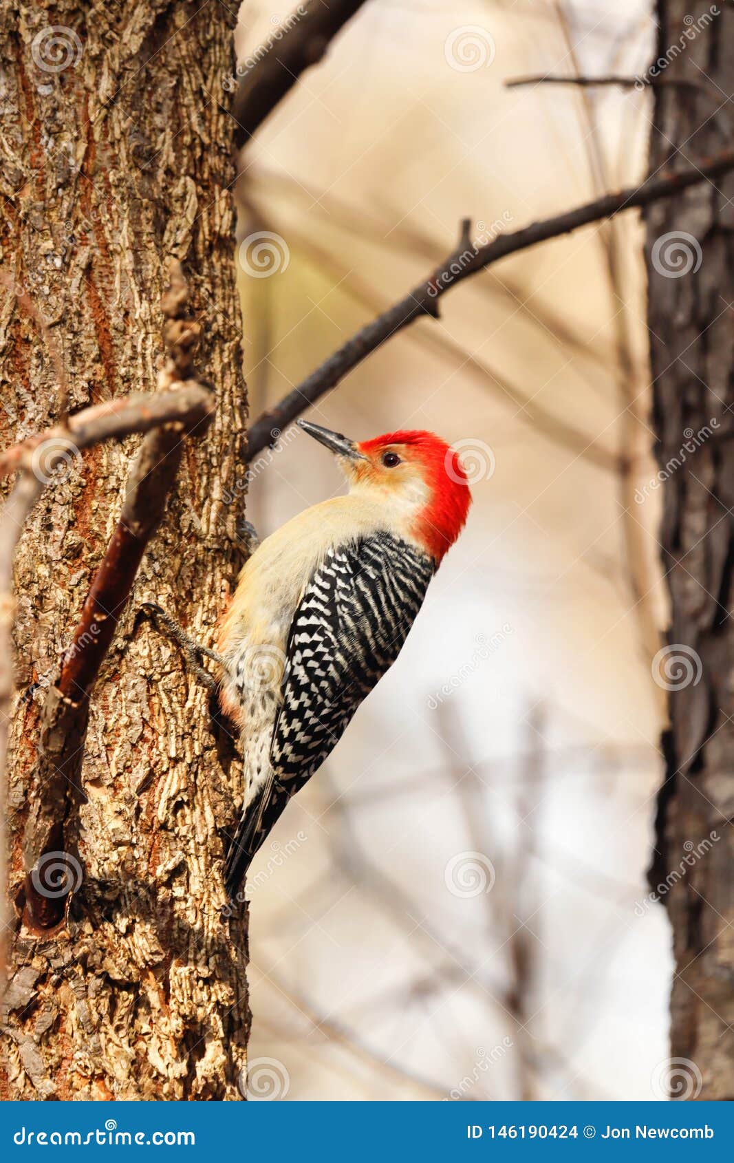 Red Belly Woodpecker on an Elm Tree, Searching for Bugs. Stock Photo