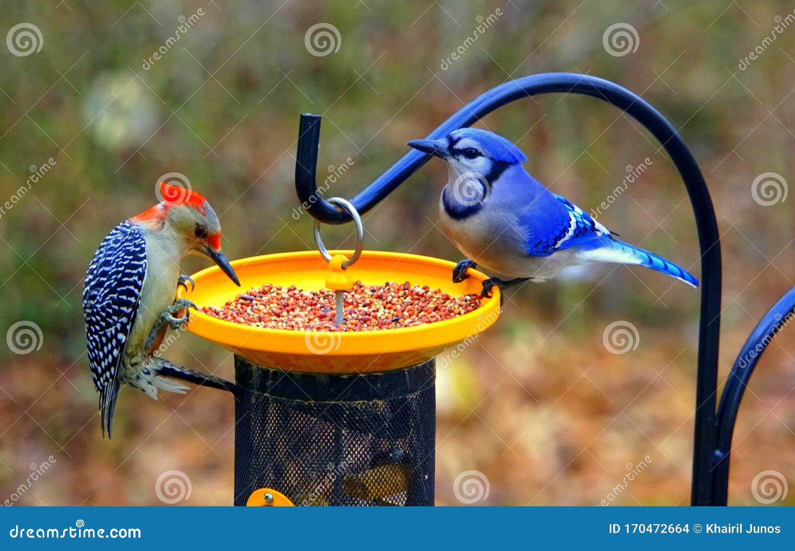 A Red-belly Woodpecker is Sharing Bird Seeds with a Blue Jay Stock