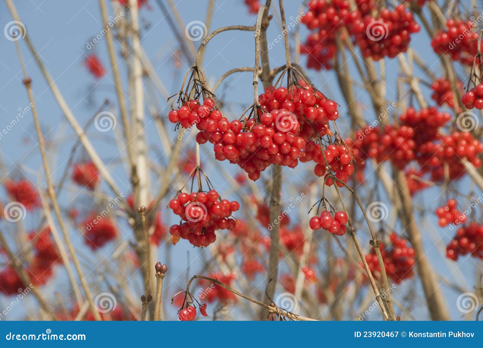 Red berries stock image. Image of flower, fruit, dogwood - 23920467
