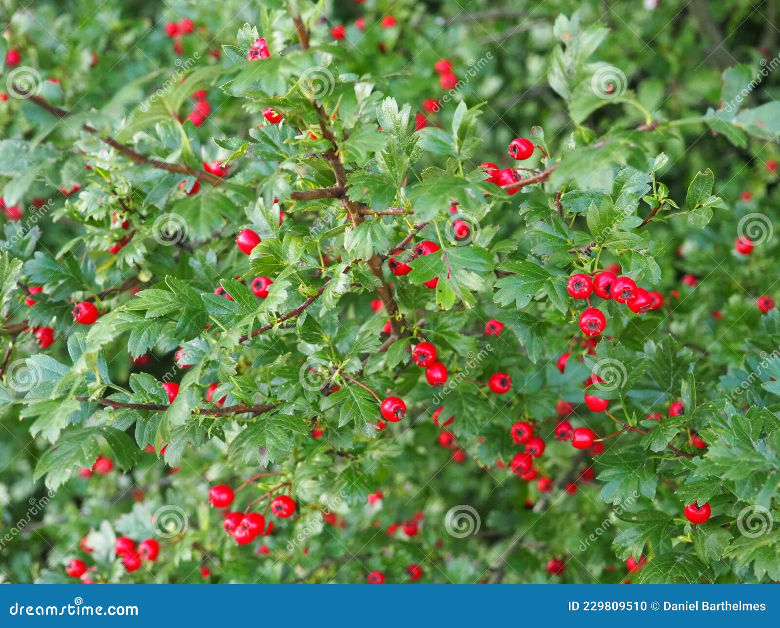 Red Berries are Alluring and Poisonous Stock Photo Image of petal, food 229809510