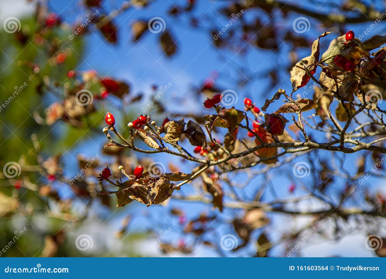 Leaves Drying Up On Apple Blossom Tree With Red Berries Stock Photo Image Of Seasonn Dead Leaves Drying Up On Apple Blossom Tree With Red Berries Stock Photo Image Of Seasonn Dead