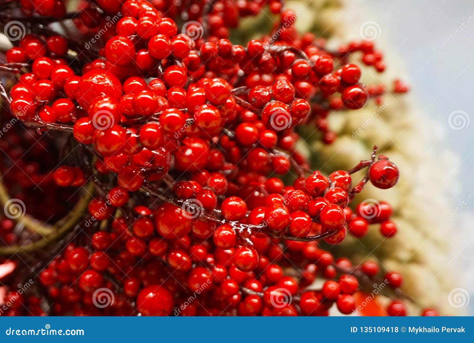 red berries as background for hollidays