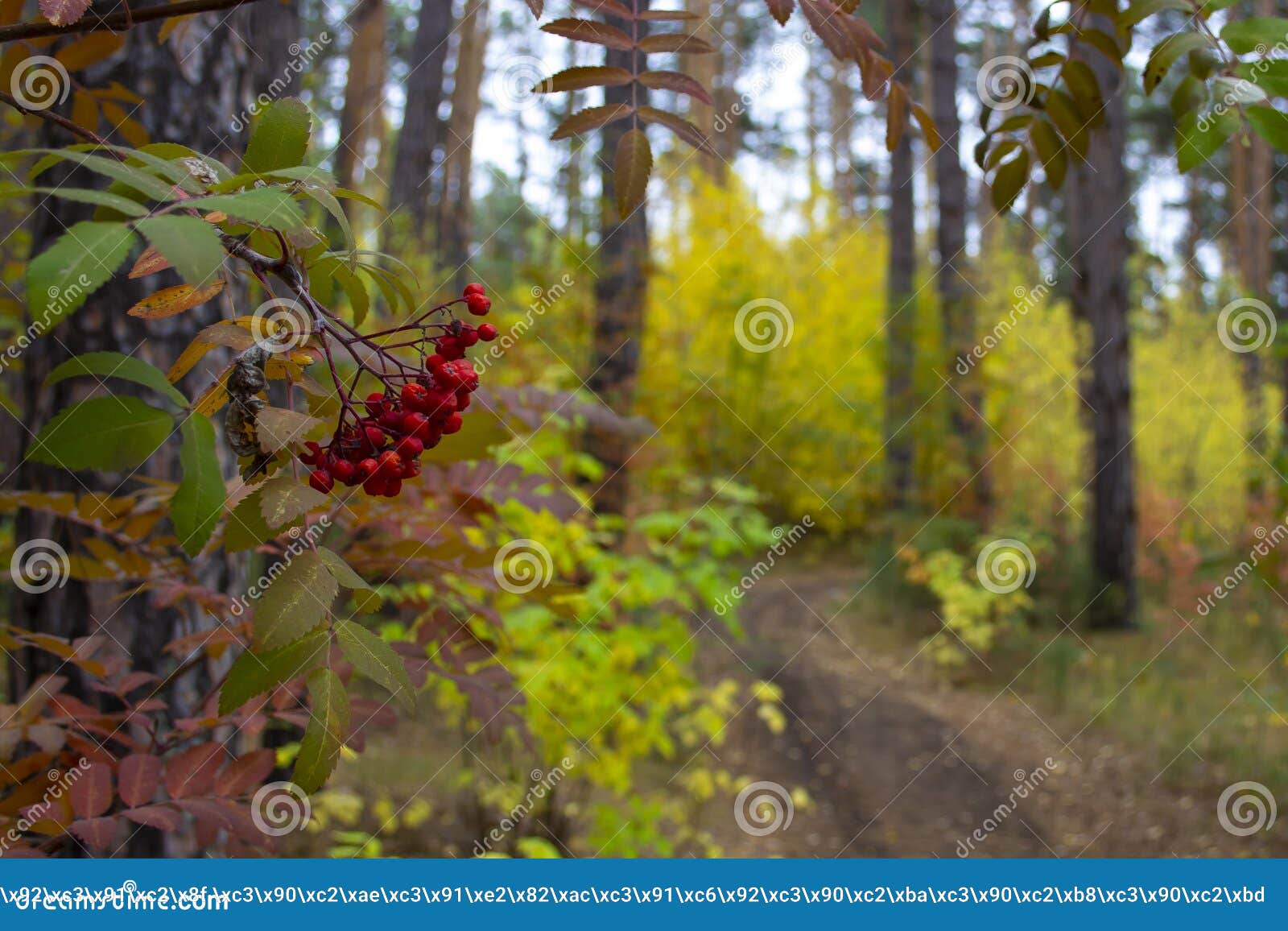 red berries in the autumn forest
