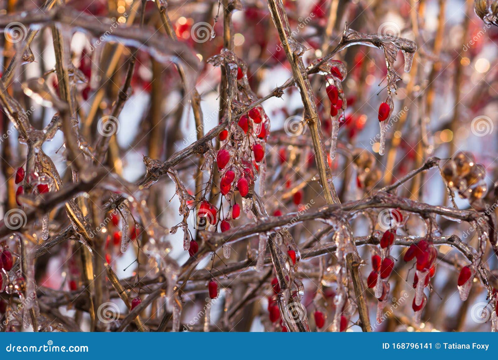 Red Berries, Branches and Stems of Bushes in Ice in Wintertime in the ...