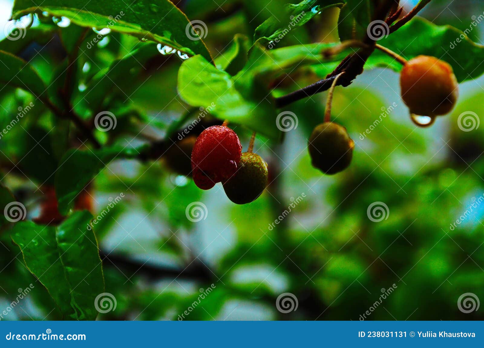 Red Berries of the Elaeagnus Multiflora on a Branch in the Garden Stock Image Image of summer