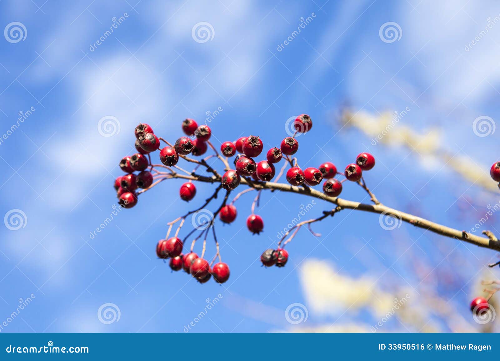 Red Berries Isolated Against the Sky Stock Photo - Image of seasonal ...