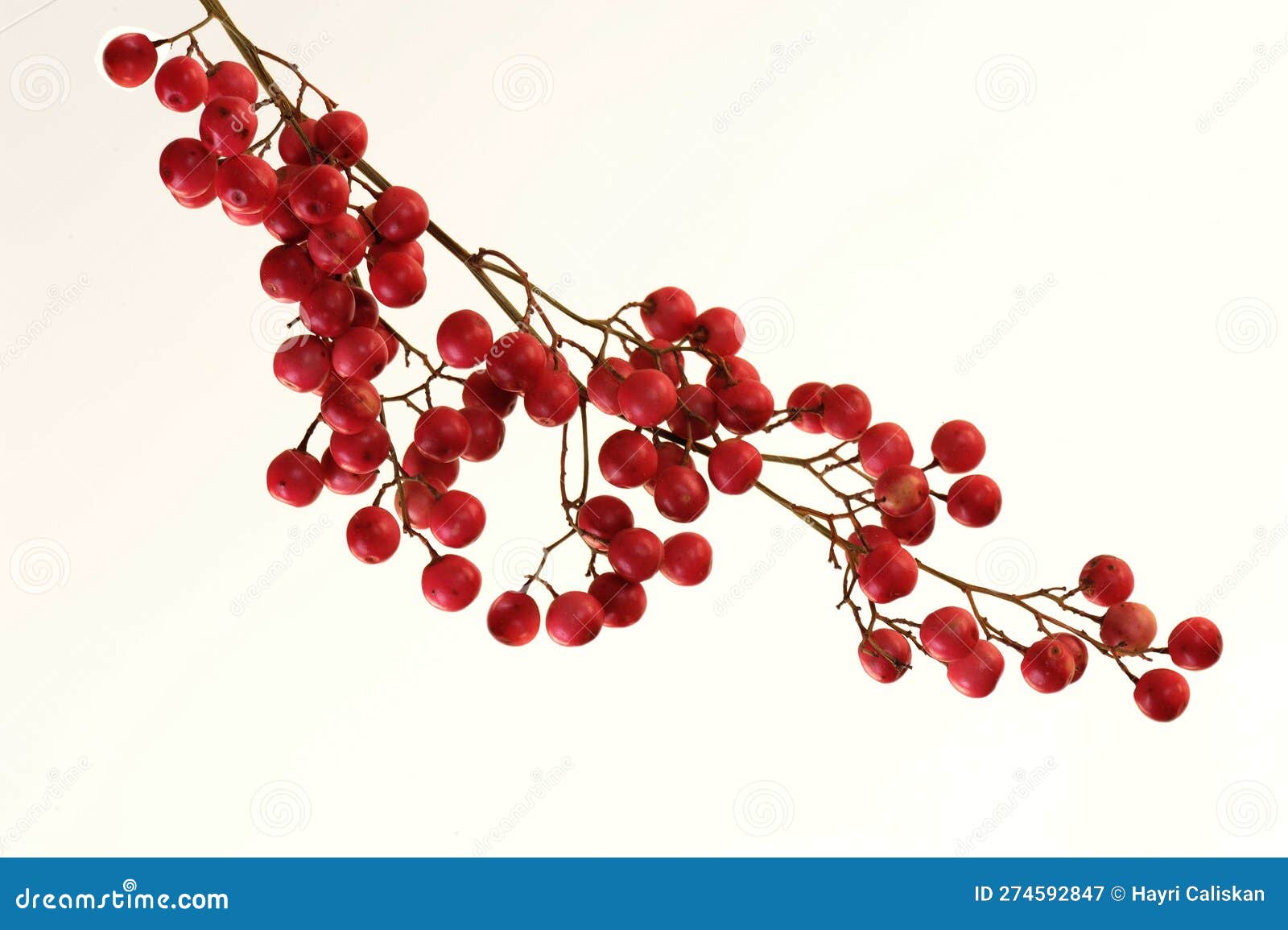 Red Berries on White Background Stock Image Image of decoration