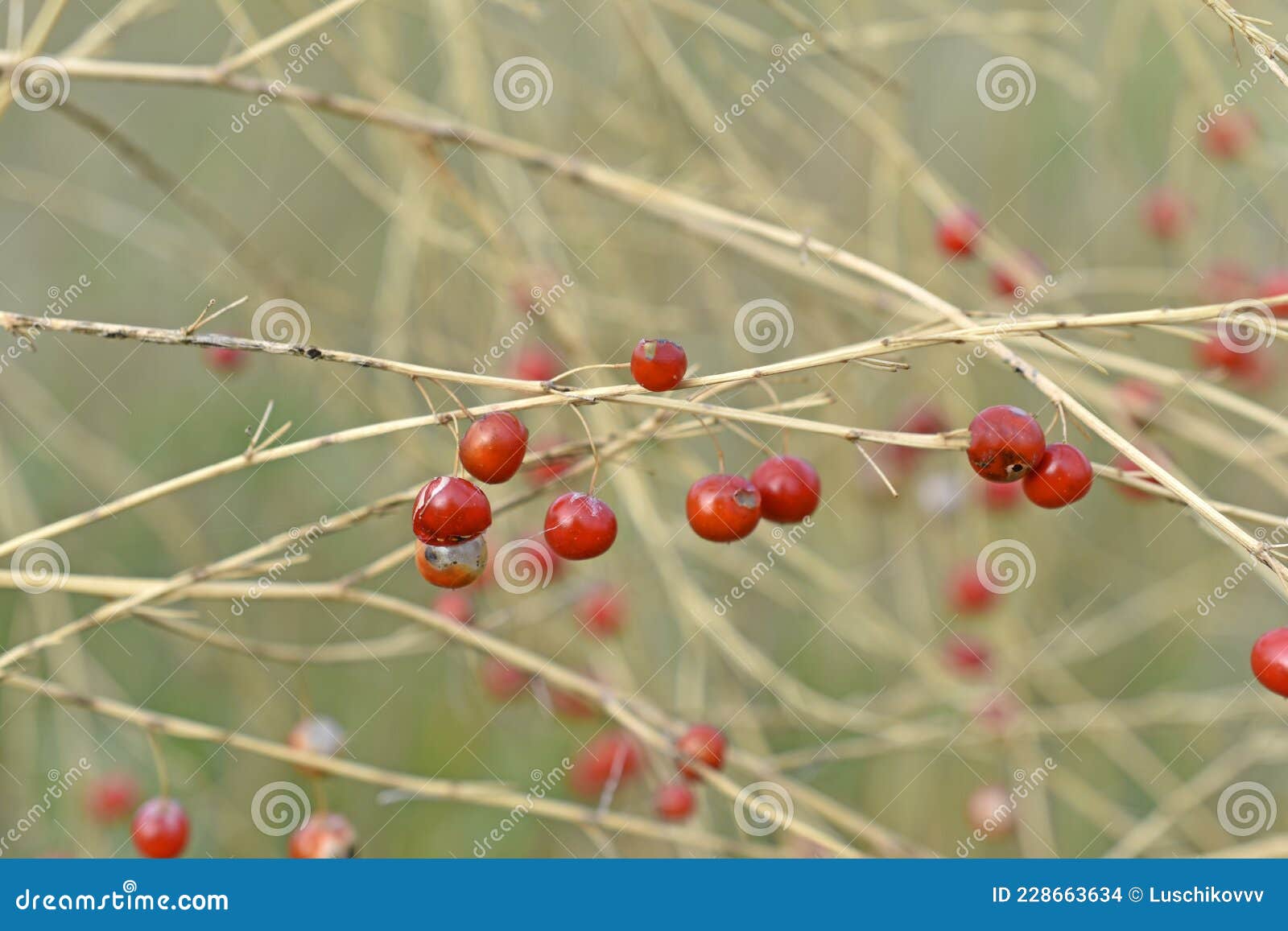Red Berries of Medicinal Asparagus in the Field Dry Branches Stock