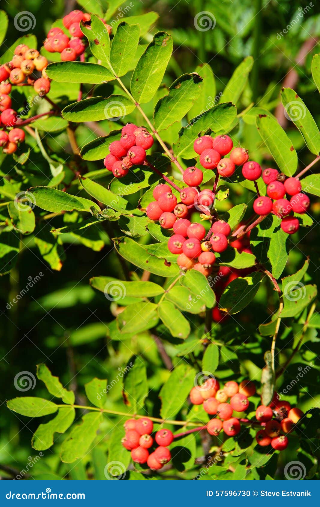 Red Berries on Mountain Ash Stock Photo Image of green, landscape