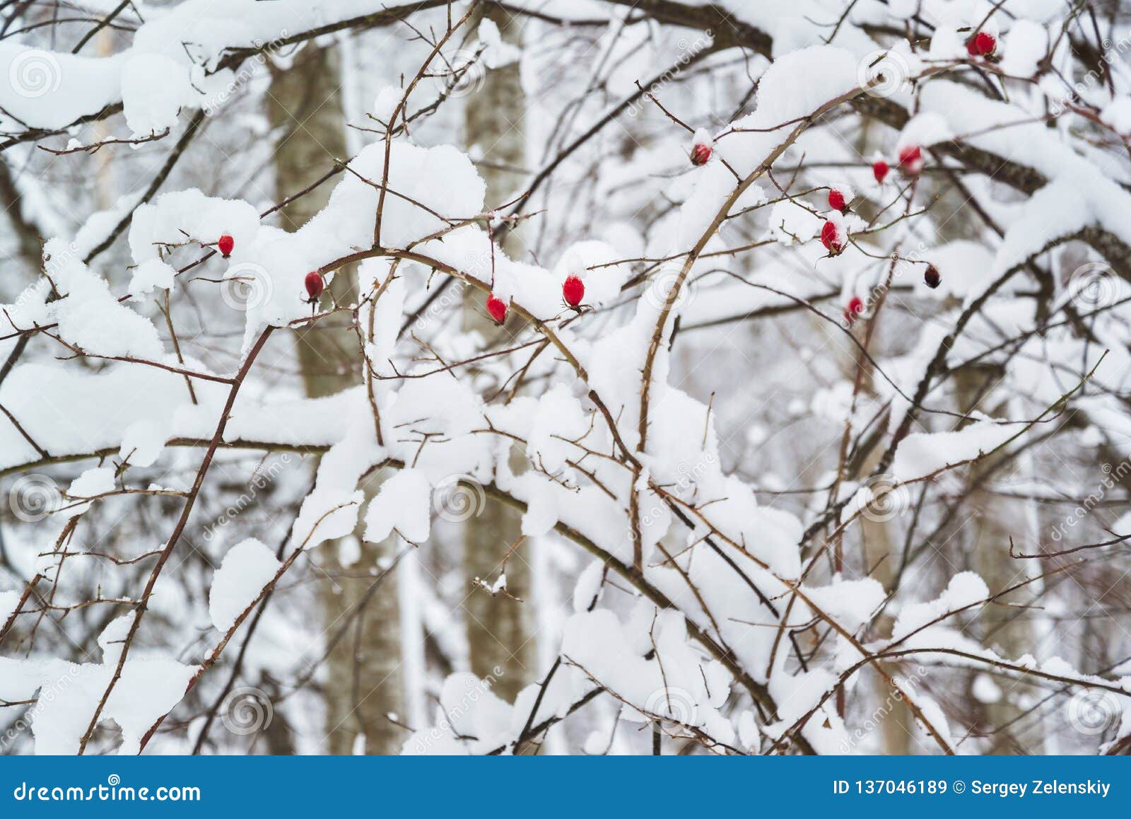 red berries of a rosehip on snowy branches
