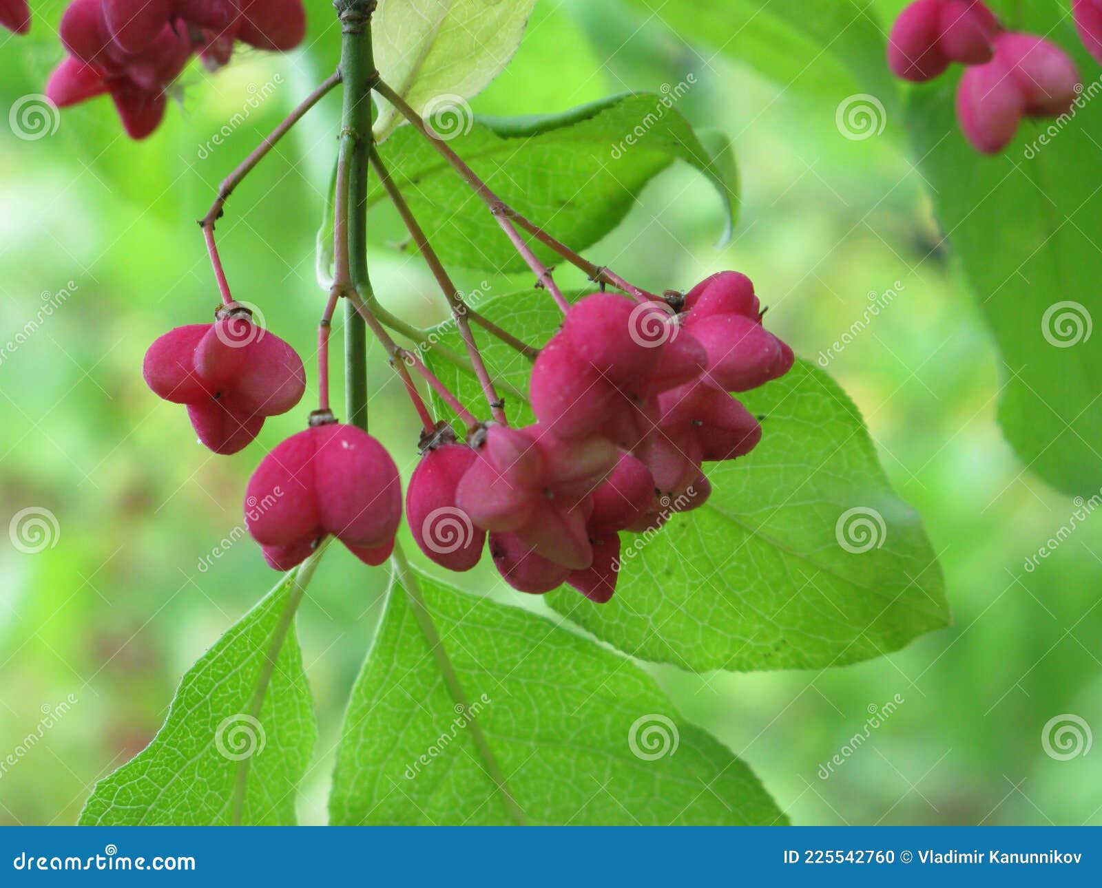 Red berries on the tree stock photo. Image of fruit 225542760