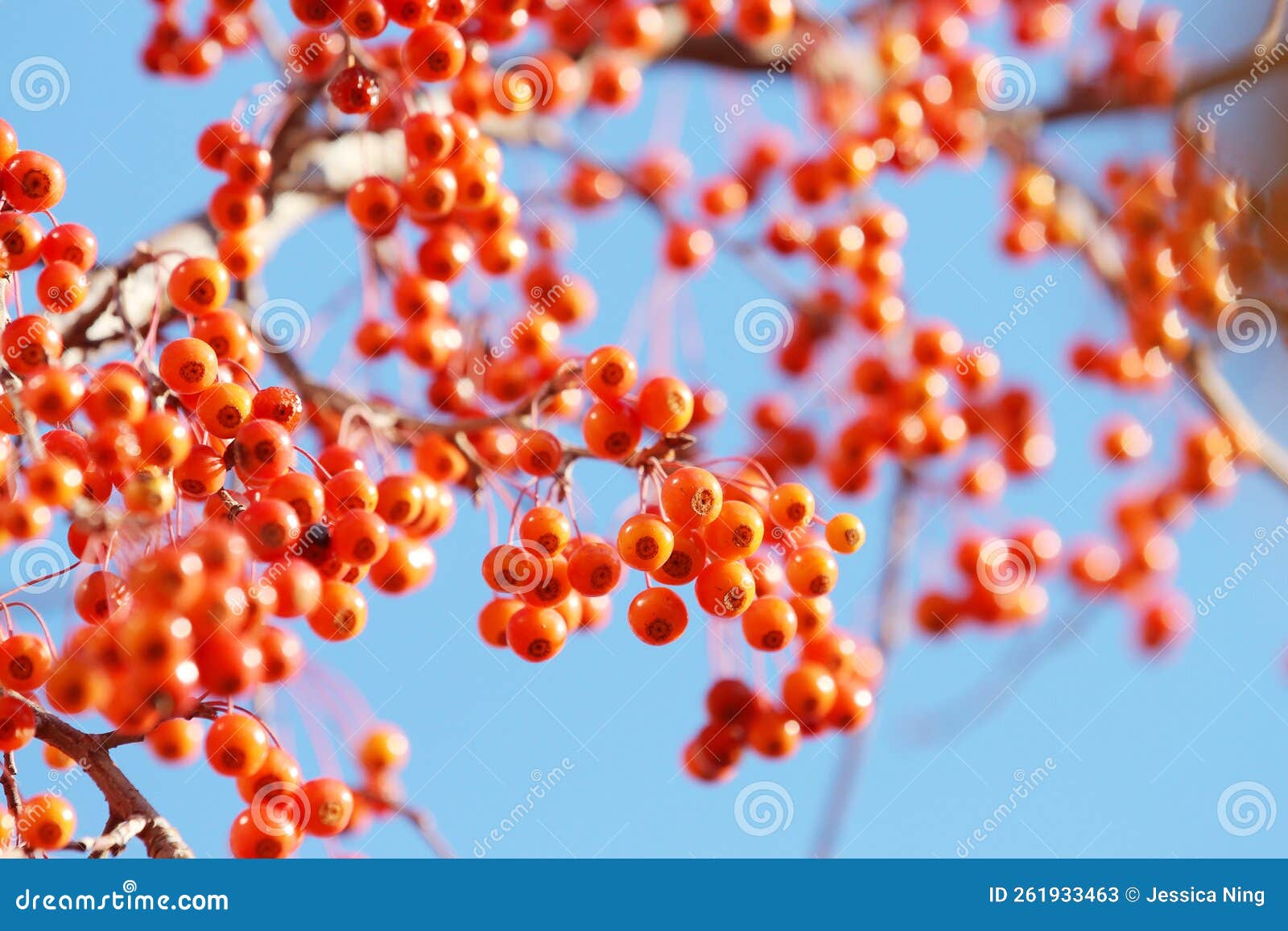 Red berries on a tree stock image. Image of flora, branch 261933463