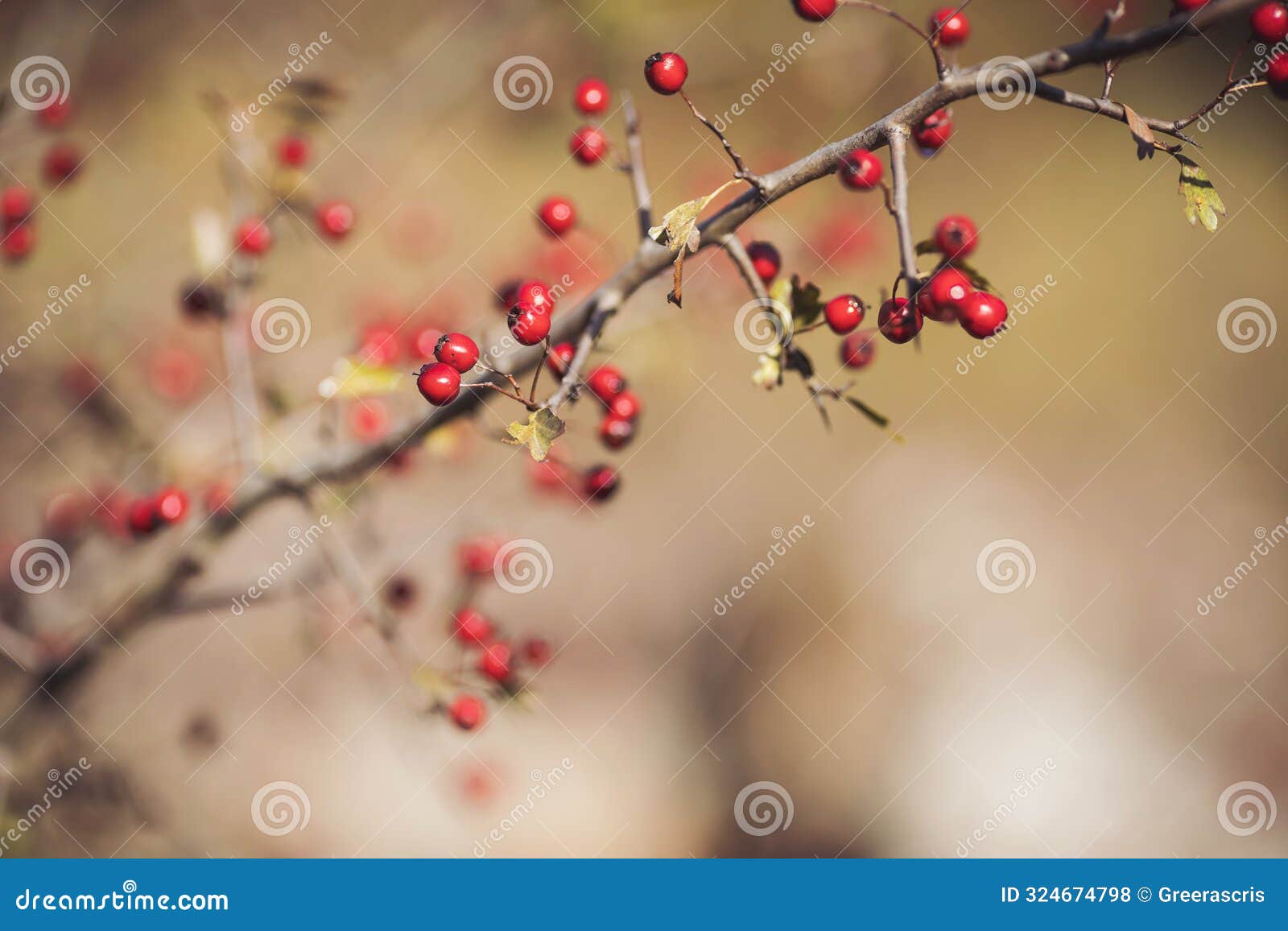 red berries on a tree in sunlight. red wild hawthorn berries on the bare tree branches in the autumn forest