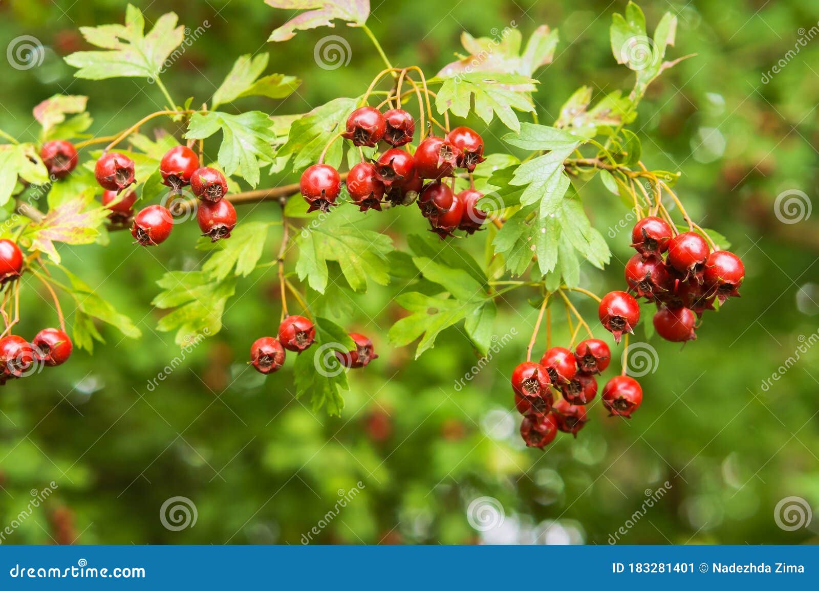 Red Berries of Useful Hawthorn, Ripe Medicinal Hawthorn Stock Image