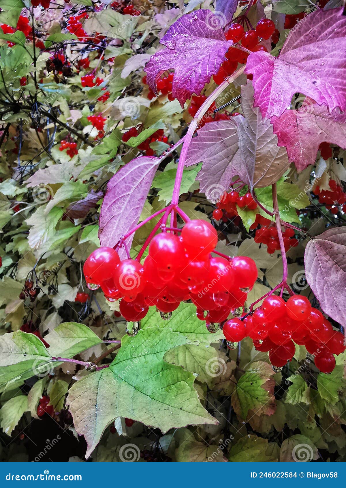 Red Berries of a Viburnum Tree Stock Photo Image of leaf, viburnum