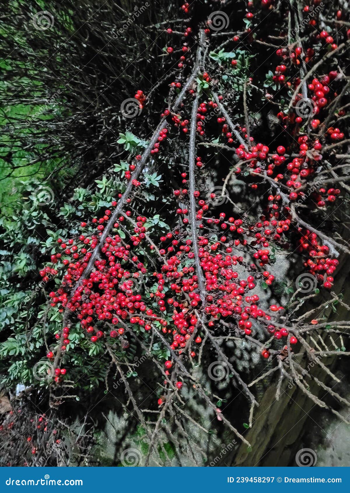 Red berry Bush 2 stock image. Image of hjjj, berry, bush 239458297
