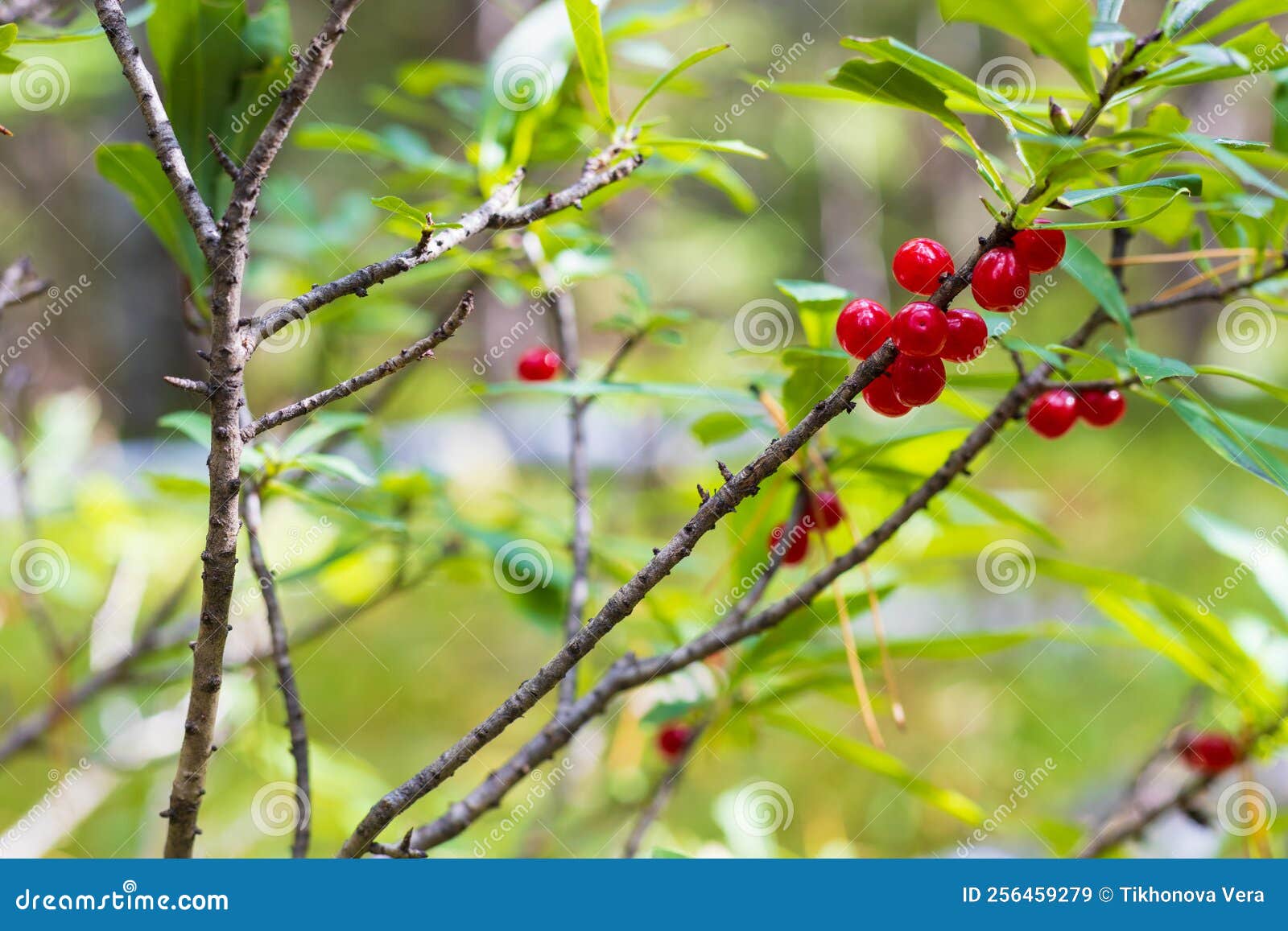 Red berry on a bush stock image. Image of wild, bright 256459279