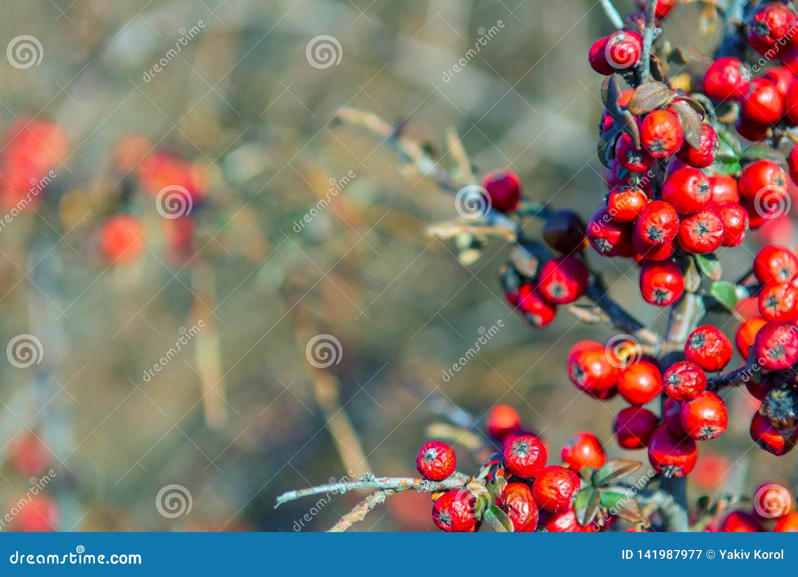 Red Berry Slightly Dried on the Bush. Psychedelic Stock Image - Image ...