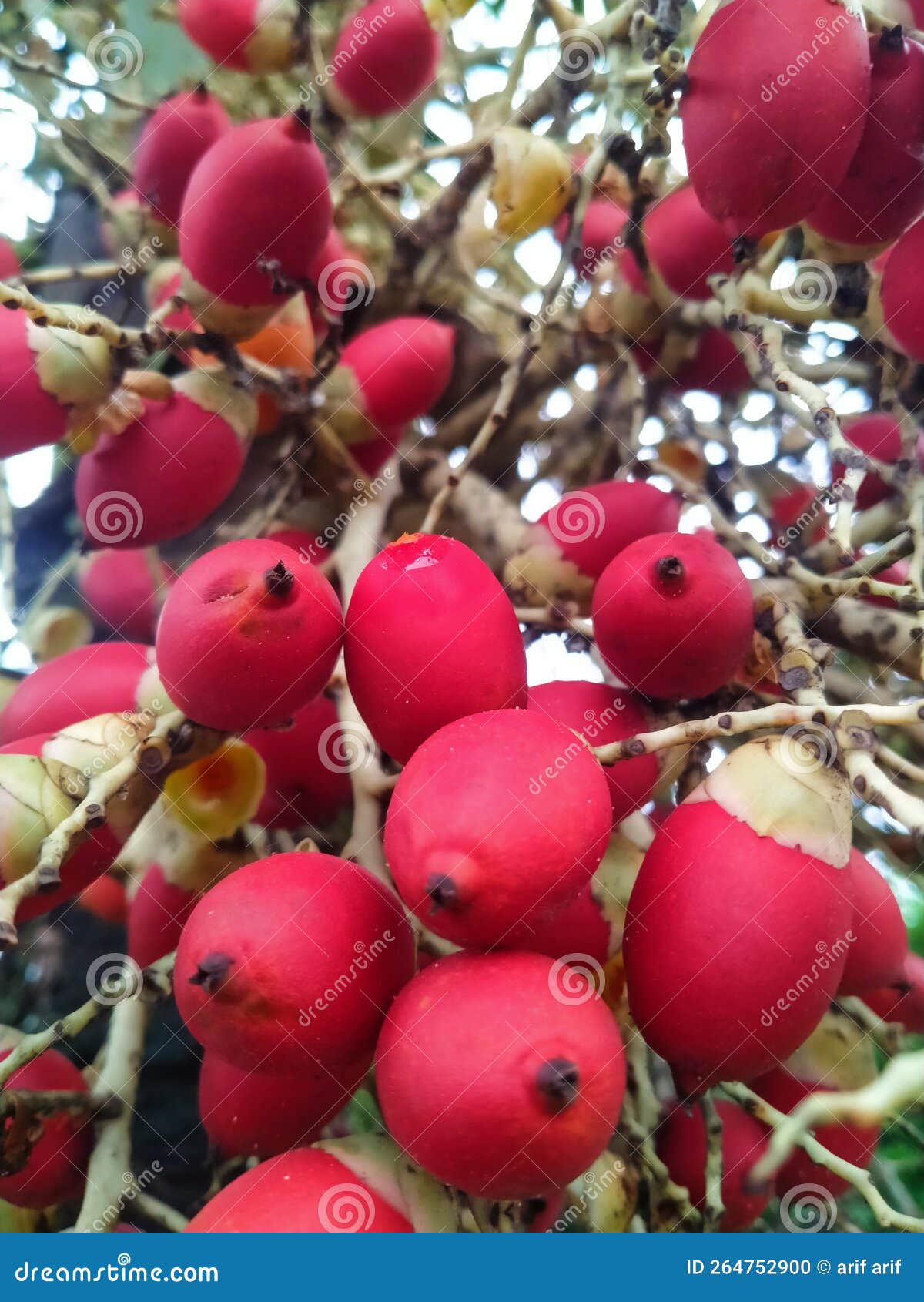 Red betel nut on the tree stock photo. Image of strawberry 264752900