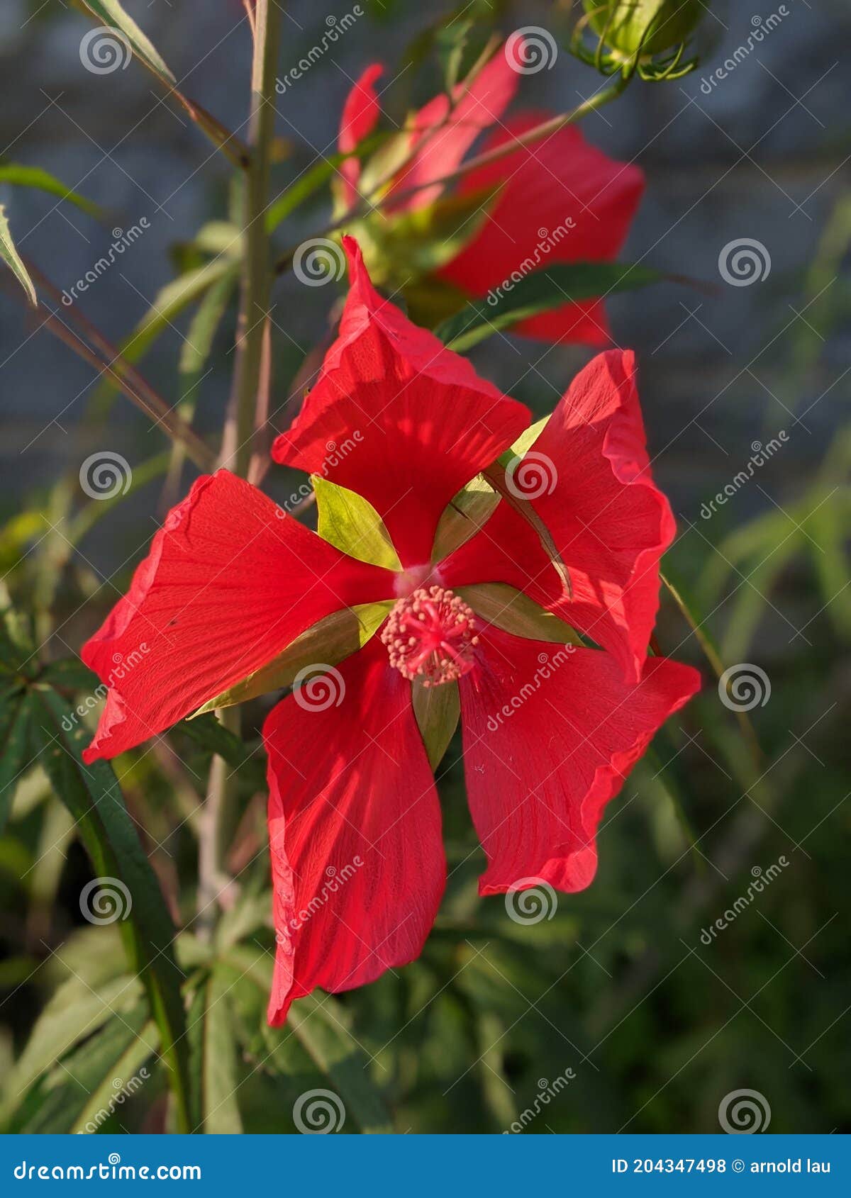 Red Big Flowers Garden Green Leaves Stock Photo - Image of nature ...