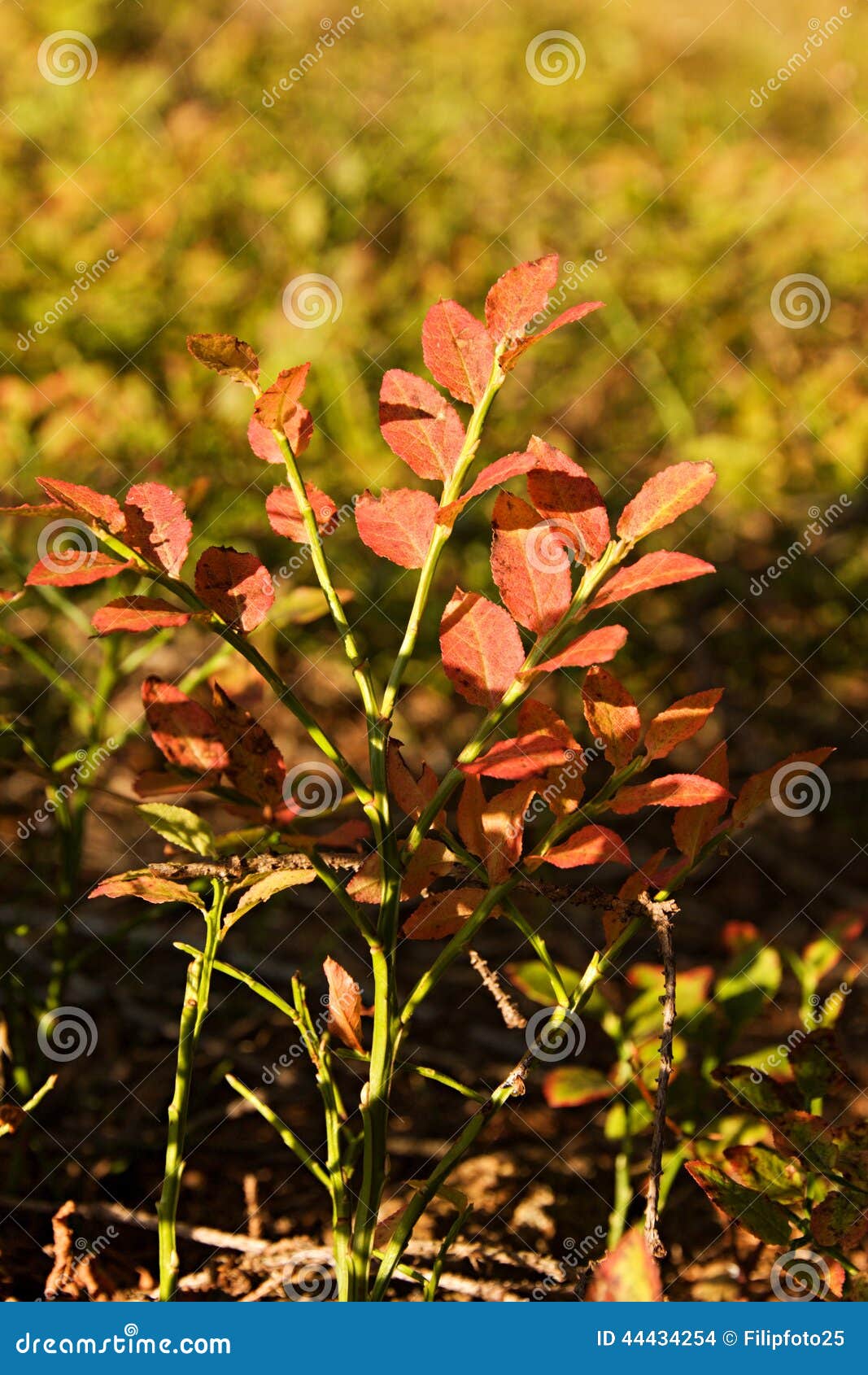 Red bilberry stock photo. Image of sunlight, vibrant 44434254