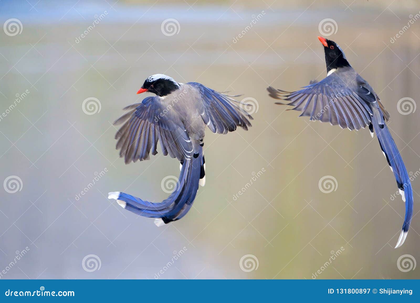 Sindssyge vinter Håndfuld Red-billed Blue Magpie stock image. Image of wild, animals - 131800897