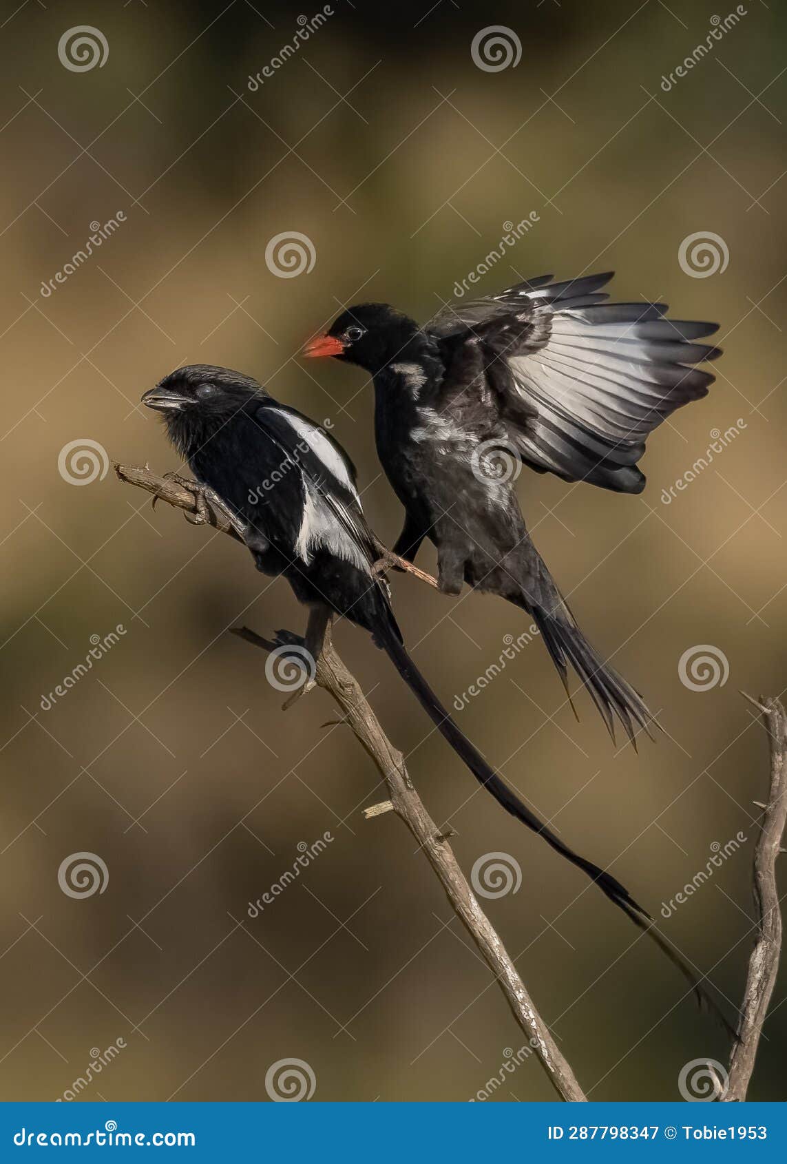 aerial combat on branch