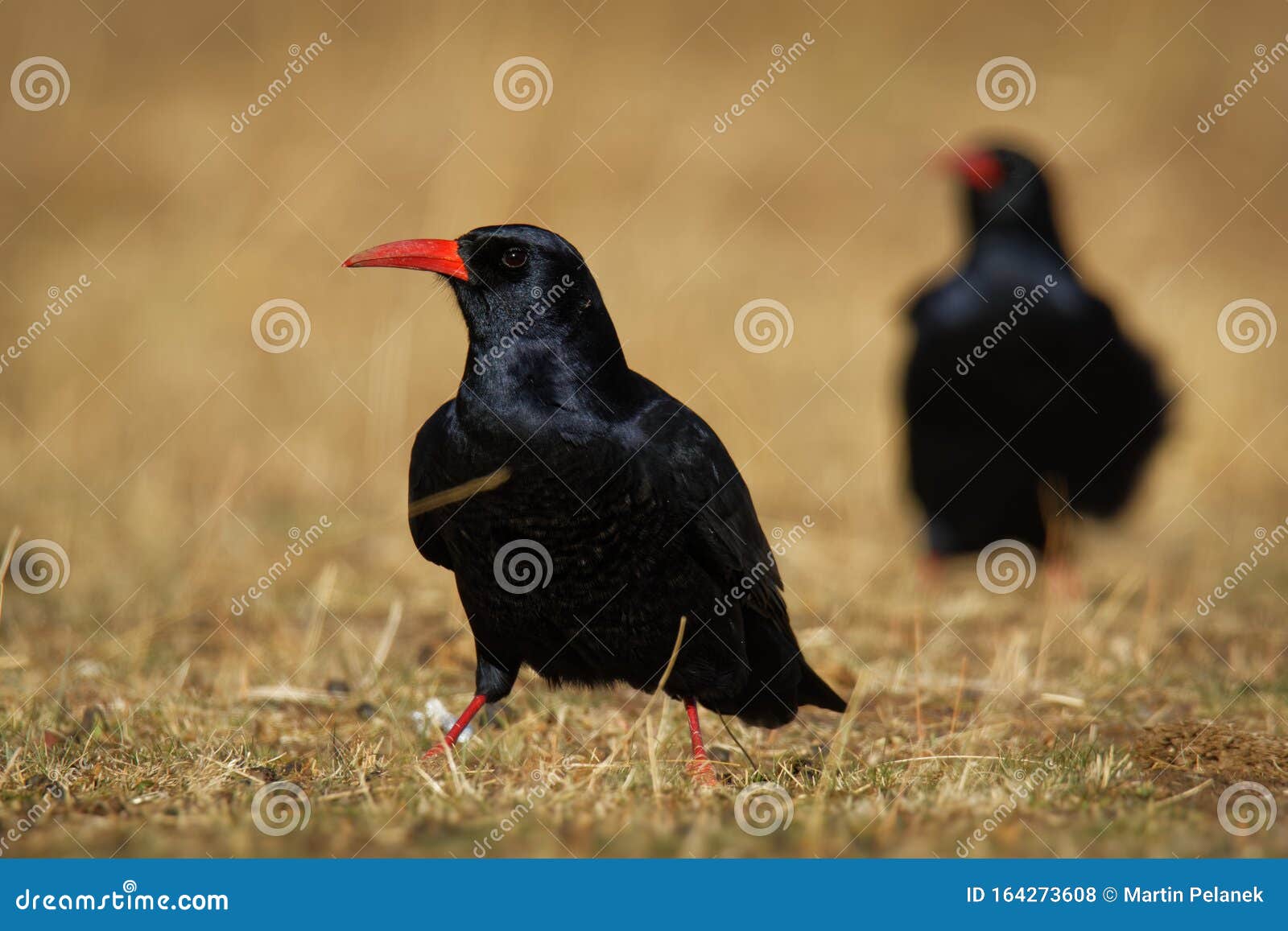 Red-billed Chough - Pyrrhocorax Pyrrhocorax, Cornish Chough or Simply  Chough is a Black Bird with the Red Beak in the Crow Family Stock Photo -  Image of daytime, bird: 164273608
