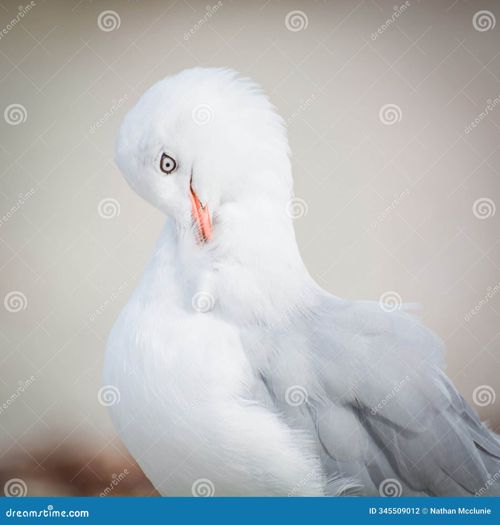 red billed gull preening itself