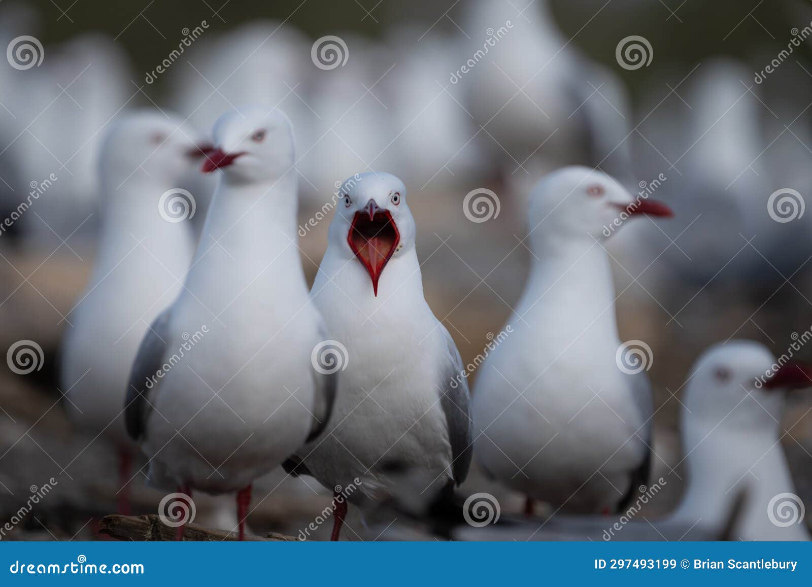 red billed gulls on maketu spit at nesting