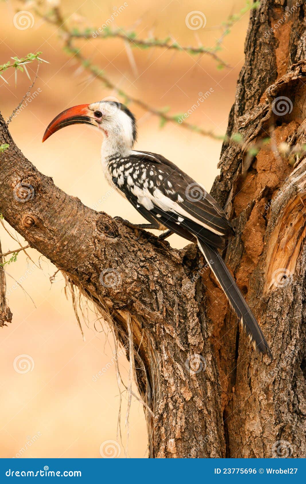 red-billed hornbill , samburu, kenya