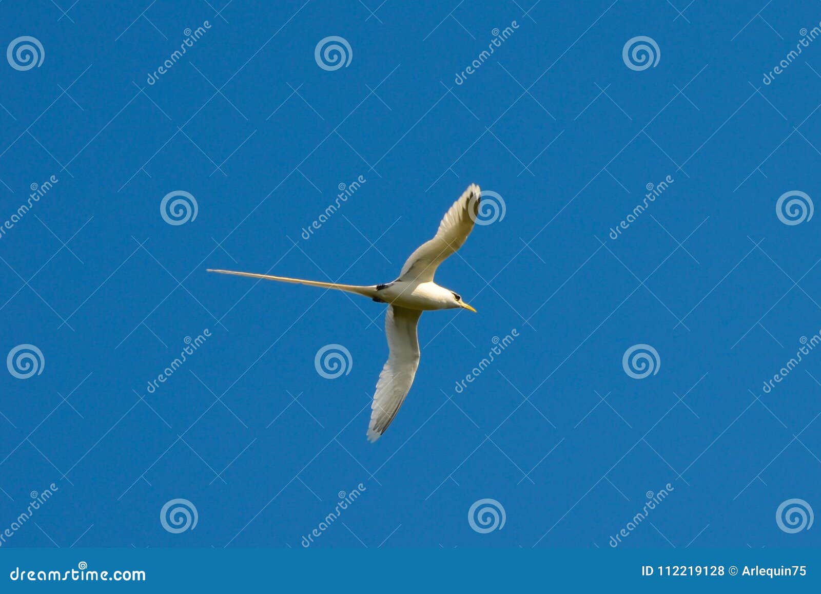 Redbilled Tropicbird / Paille En Queue Stock Photo Image of bird