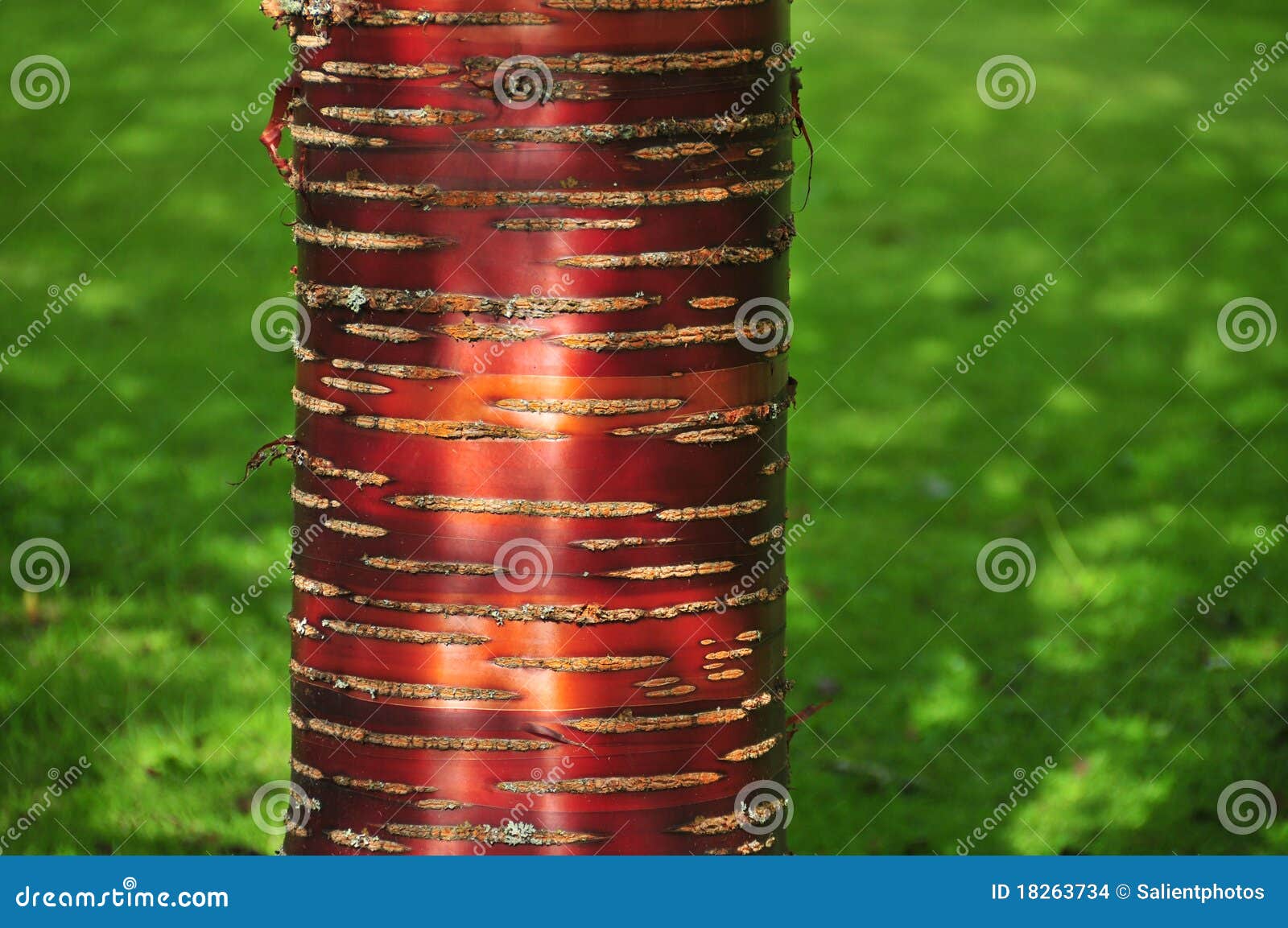 Red Birch Bark Against Grass Stock Photo - Image close, orange: 18263734