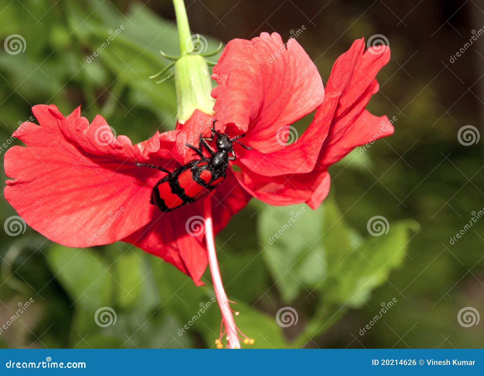 Red and Black Beetle stock photo. Image of black, abdomen - 20214626