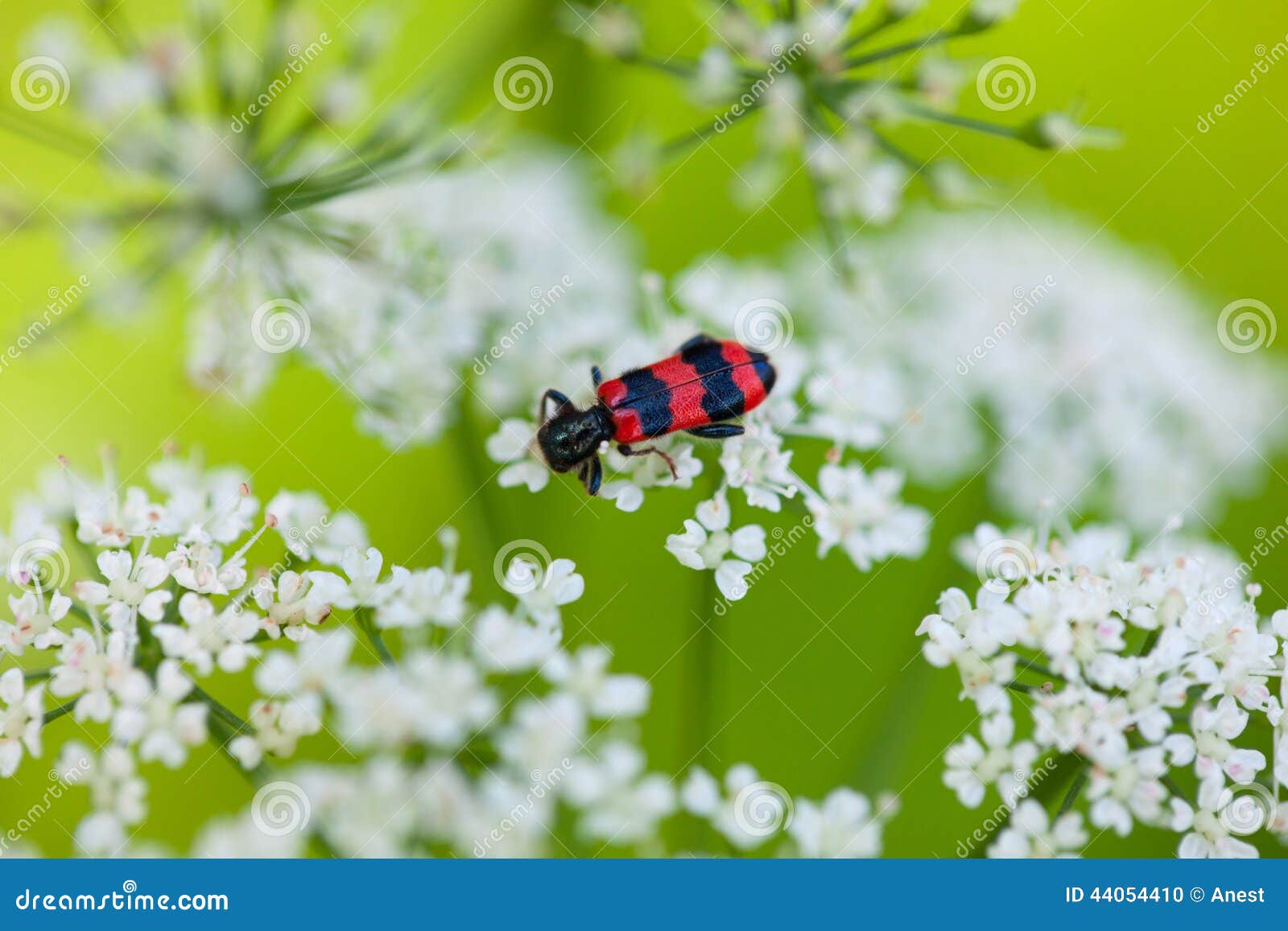 red and black beetle on white blossom