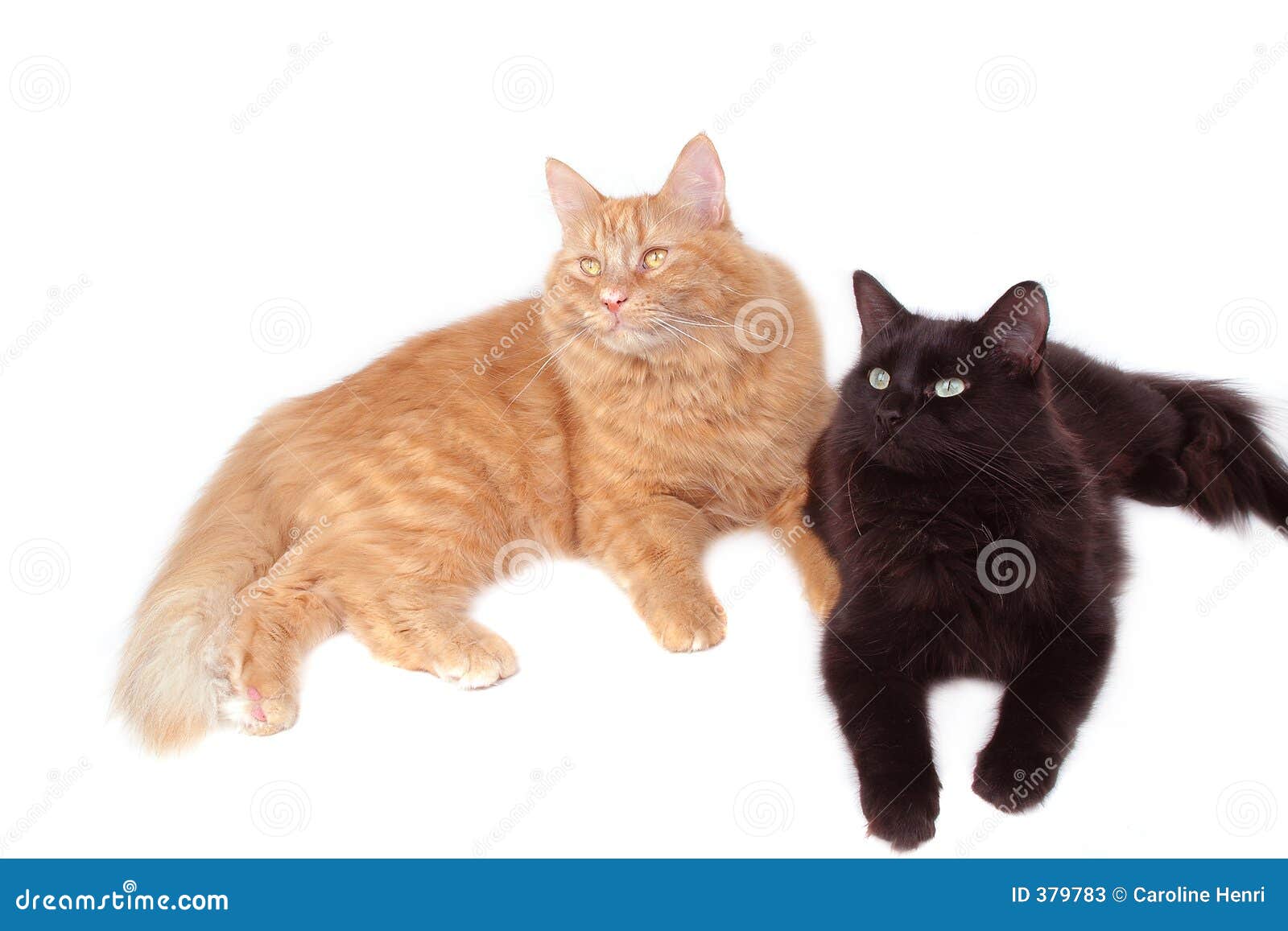  Red  and black  cat  friends stock image Image of black  