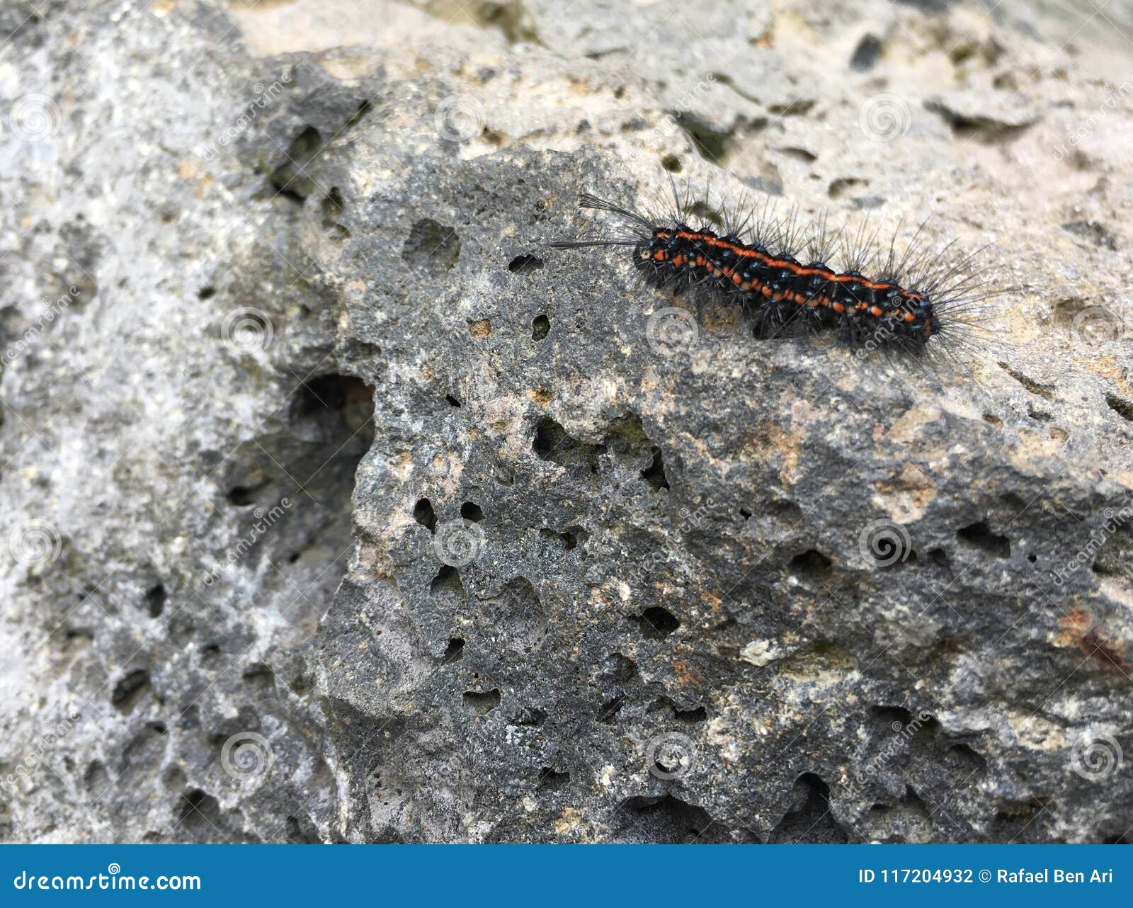 Black Caterpillar Identification Chart