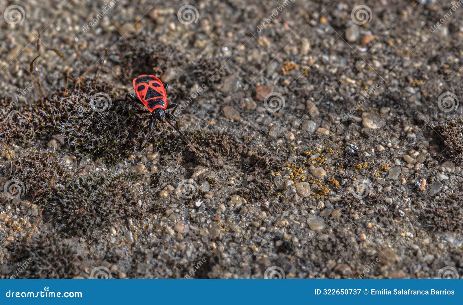 red and black insect with triangle and circle called pyrrhocoris apterus or shoemaker