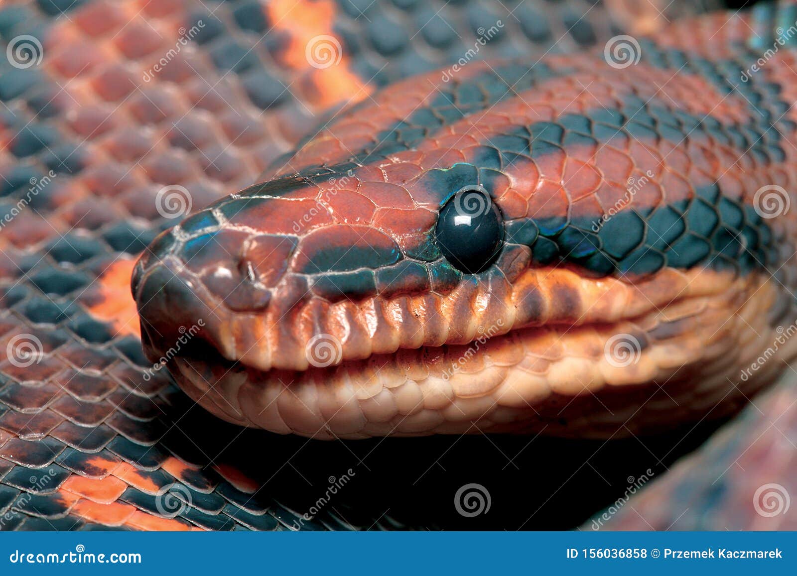 Red and Black Python Snake. Stock Photo - Image of orange, husk: 156036858