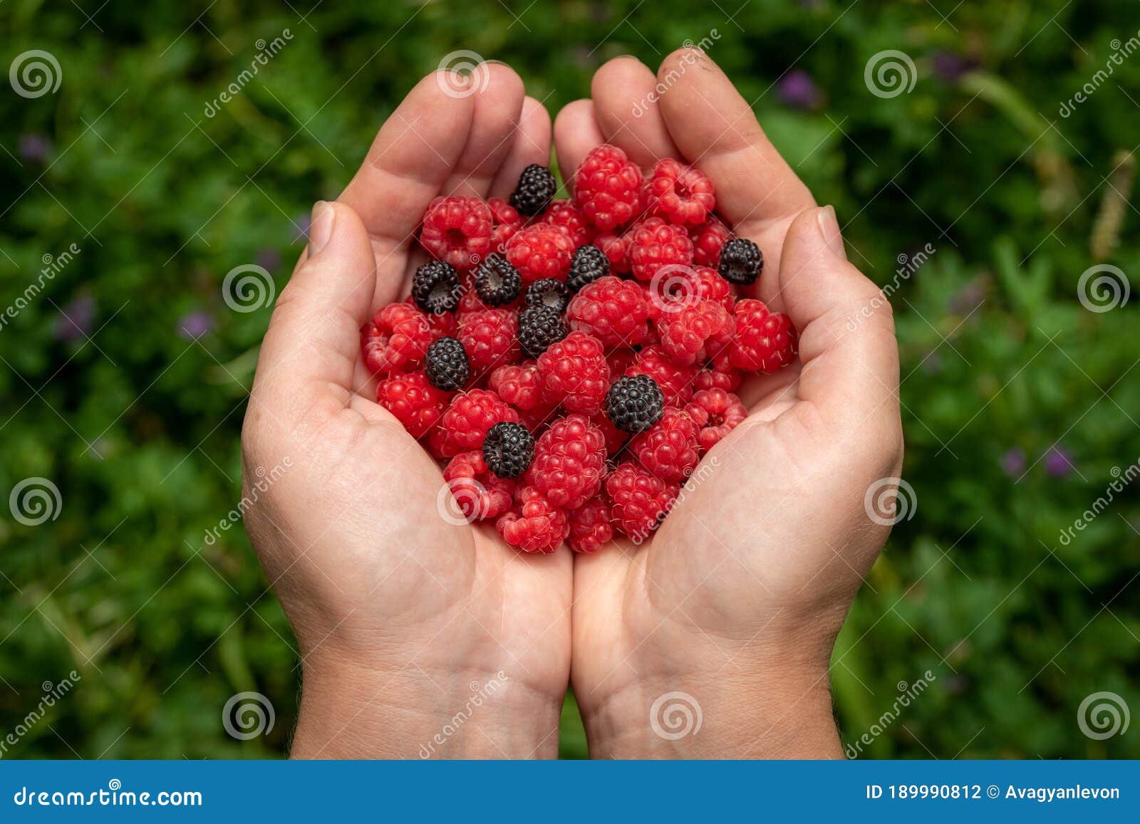 Fresh Berries in the Hands stock photo. Image of hand 189990812