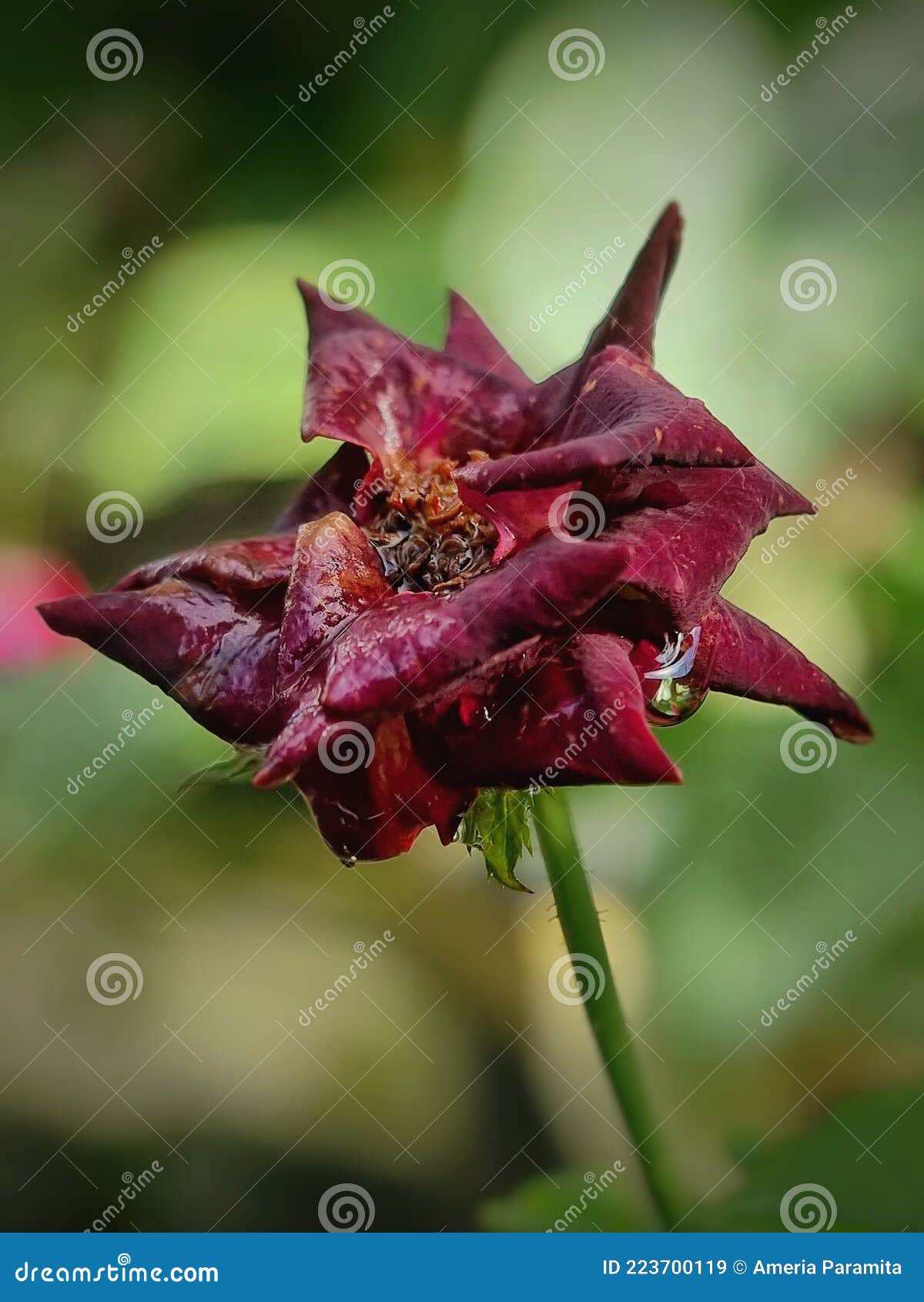 Red black rose after rain stock image. Image of yellow 223700119