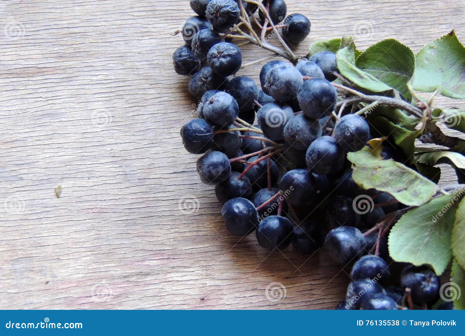 Red and black Rowan stock photo. Image of decoration - 76135538