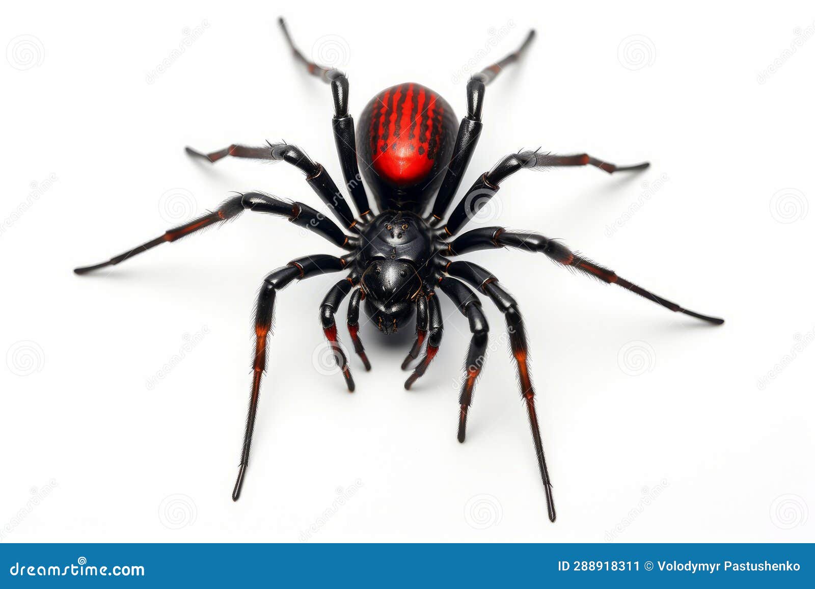 Red and Black Spider with Red Head on it S Back. Generative AI Stock Image Image of large