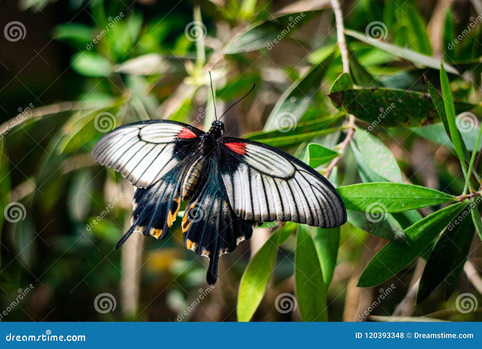 Red, Black, and White Butterfly on a Green Leaf Stock Photo Image of