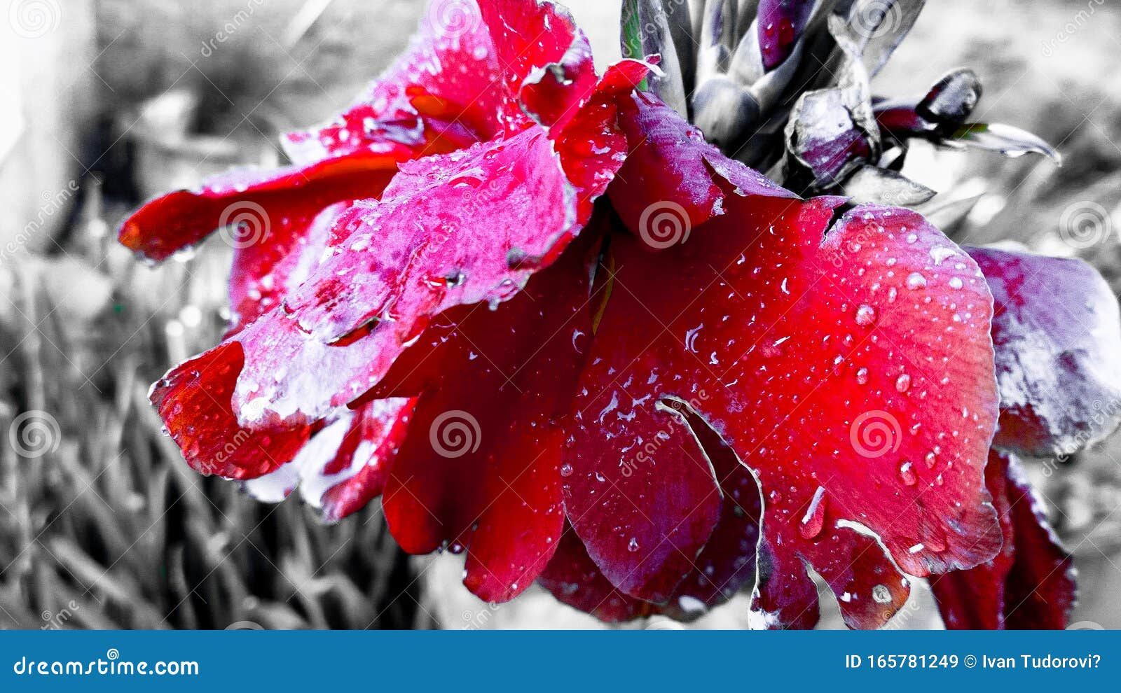 Red Black and White Flower stock image. Image of calm 165781249